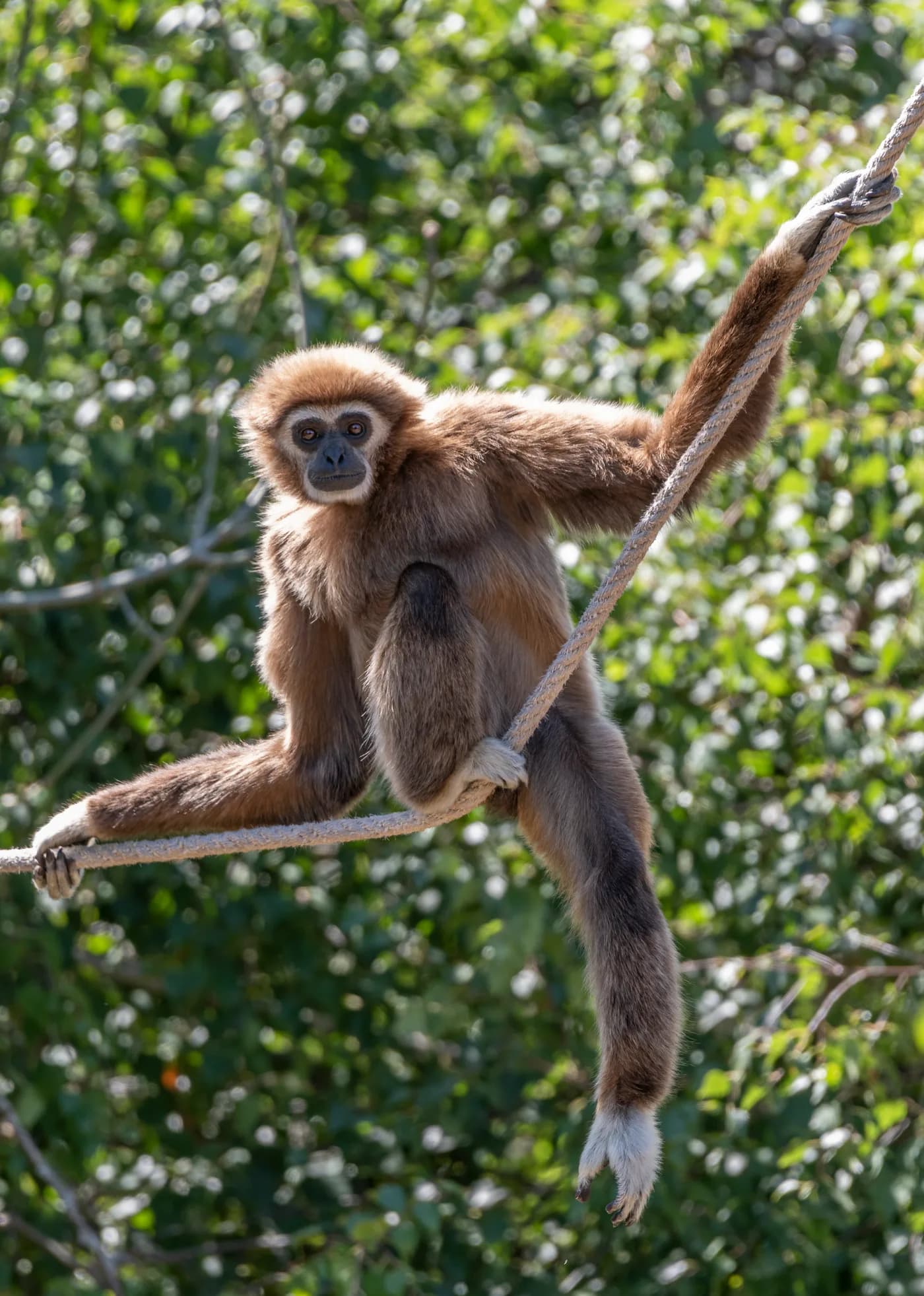 Un gibbon suspendu à une branche, au Parc Animalier d’Auvergne.