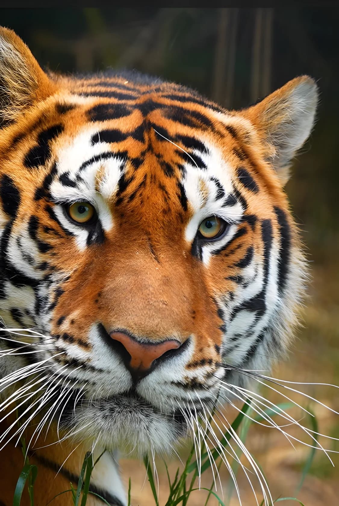 Un tigre du Parc Animalier d’Auvergne, allongé dans son enclos.